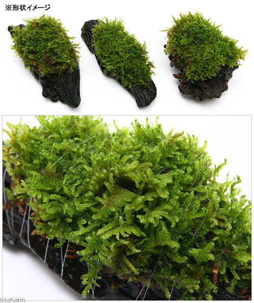 �ʥƥ�ꥦ����ݡ��ƥ�������ϥ�������ή�ڡ�S����������15cm�ˡ�3�ܡ�