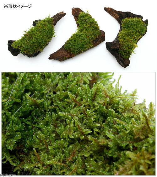 �ʥƥ�ꥦ����ݡ��ƥ�������ϥ�������ή�ڡ�L����������25cm�ˡ�1�ܡ�