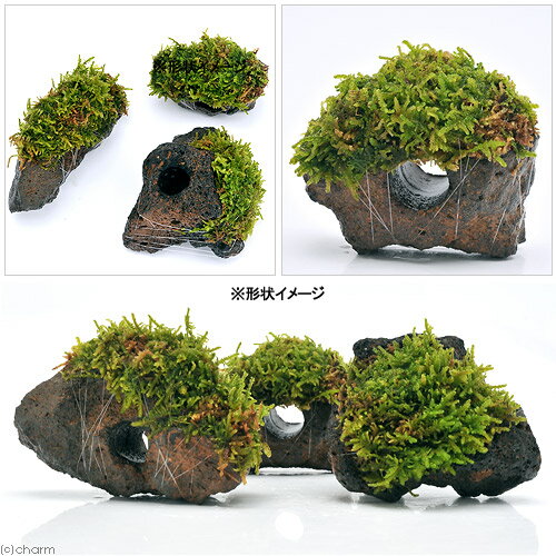 �ʥƥ�ꥦ����ݡ��ƥ�������ϥ������ա��ꤢ���ϴ��С�1�ġ�