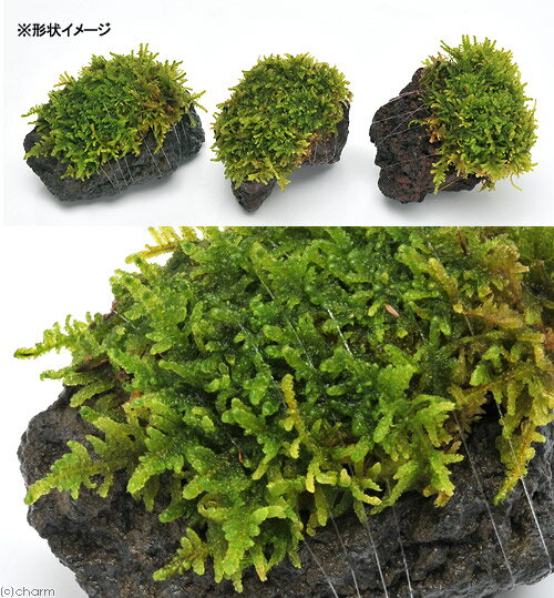 �ʥƥ�ꥦ����ݡ��ƥ�������ϥ������ա��ϴ��С��ߥ˥�������7cm���١ˡ�1�ġ�