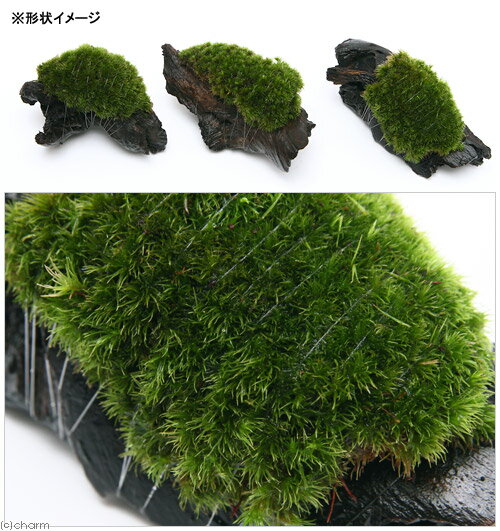 �ʥƥ�ꥦ����ݡ��ƥ��������ޥ�����ή�ڡ�S����������15cm�ˡ�3�ܡ�