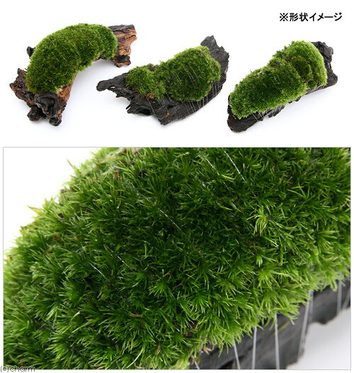 �ʥƥ�ꥦ����ݡ��ƥ��������ޥ�����ή�ڡ�M����������20cm�ˡ�1�ܡ�