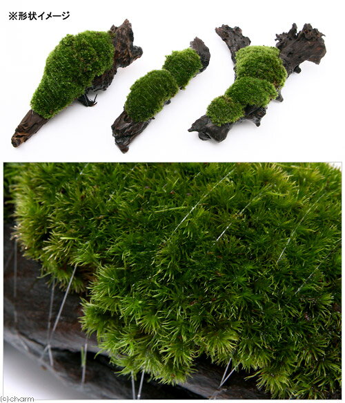 �ʥƥ�ꥦ����ݡ��ƥ��������ޥ�����ή�ڡ�L����������25cm�ˡ�1�ܡ�