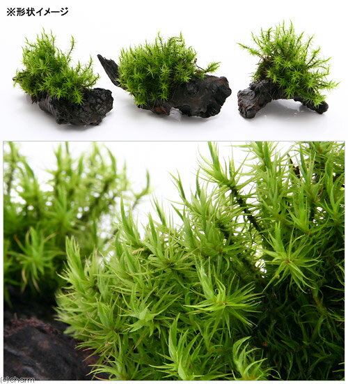 �ʥƥ�ꥦ����ݡ��ƥ���������åݥ�����ή�ڡ�SS����������10cm�ˡ�1�ܡ�