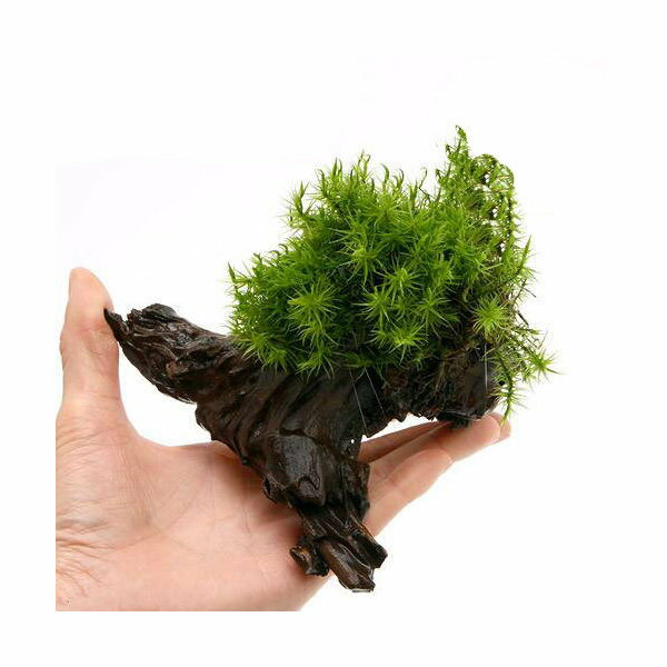 （観葉植物）苔　テラ向け　シッポゴケ付流木　Sサイズ（約15cm）（1本）