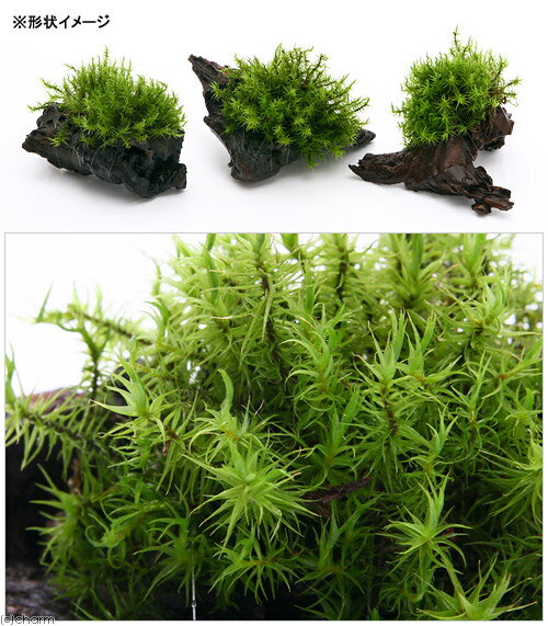 �ʥƥ�ꥦ����ݡ��ƥ���������åݥ�����ή�ڡ�S����������15cm�ˡ�1�ܡ�