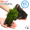 （観葉植物）苔　テラ向け　シッポゴケ付流木　Mサイズ（約20cm）（1本）