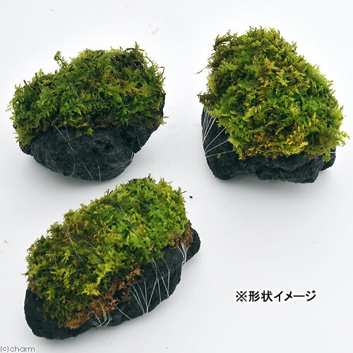 �ʥƥ�ꥦ����ݡ��ƥ���������Υ֥������ϴ��С�S����������8��10cm�ˡ�1�ġ�