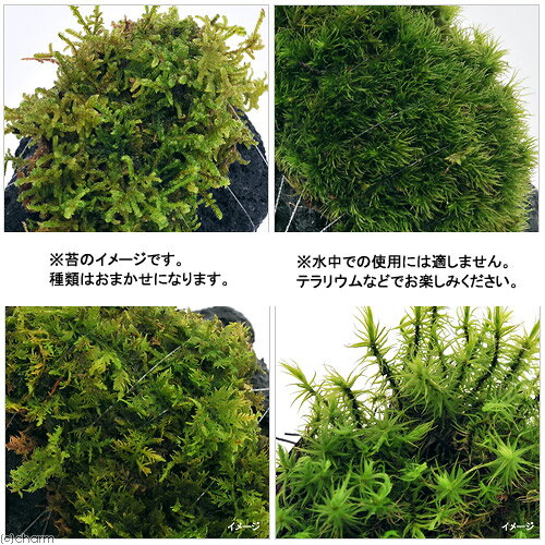 �ʥƥ�ꥦ����ݡ��ƥ���������ޤ��������ϴ��С�S����������8��10cm�ˡ�1�ġ�