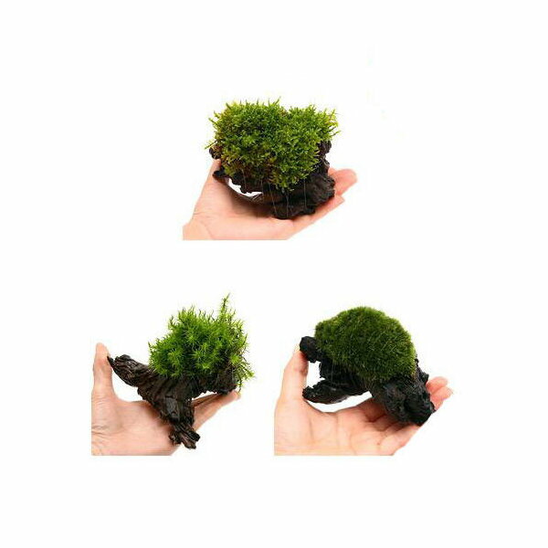 （観葉植物）苔　テラ向け　おまかせ苔付流木　Sサイズ（約15cm）（1本）