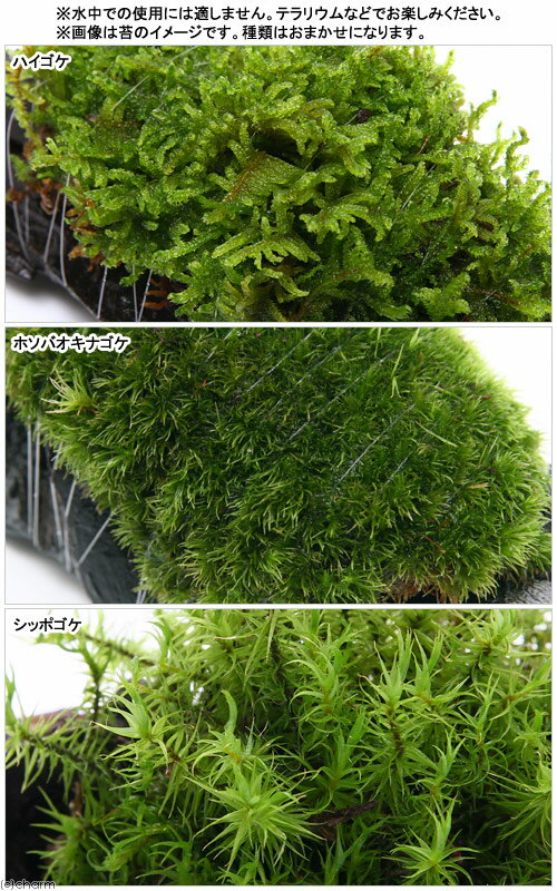 �ʥƥ�ꥦ����ݡ��ƥ���������ޤ�������ή�ڡ�S����������15cm�ˡ�3�ܡ�