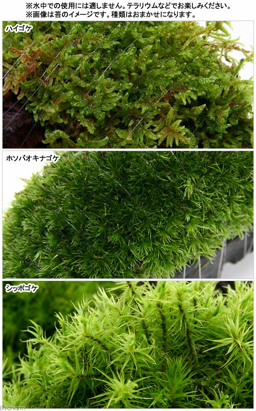 �ʥƥ�ꥦ����ݡ��ƥ���������ޤ�������ή�ڡ�M����������20cm�ˡ�3�ܡ�