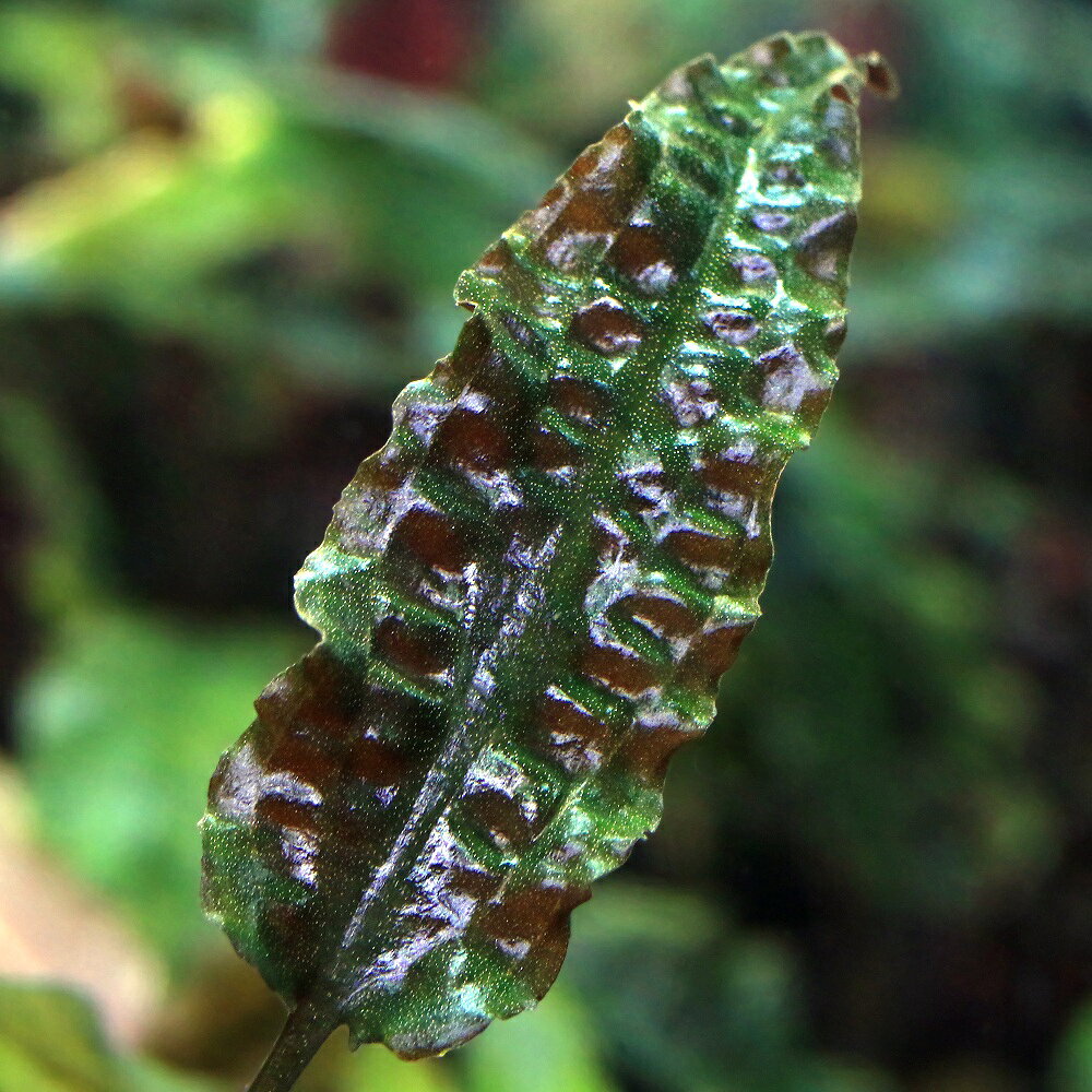 General - （水草）クリプトコリネ　ウェンティー　ブラウン（無農薬）（水中葉）（1株）