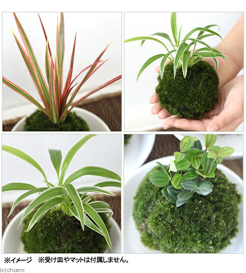 charm 3980 楽天市場店の（盆栽）苔玉　おまかせ観葉（3個）　観葉植物　コケ玉｜アングル2