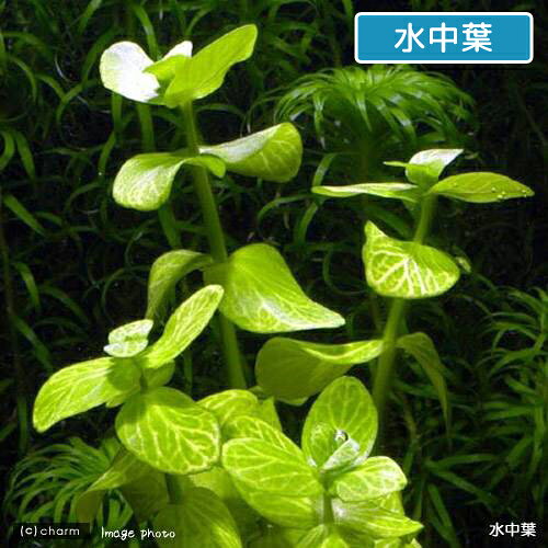 （水草）イエローバコパ　斑入り（水上葉）（無農薬）（10本）