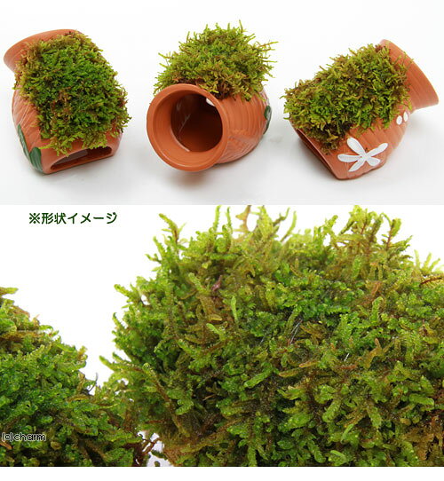 charm 3980 楽天市場店の（観葉植物）テラリウム　苔　テラ向け　タコツボ　小　ハイゴケ付き（1個）｜アングル2