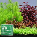 (水草)おまかせ水上葉 レイアウトセット 20cm水槽用 4種(無農薬)(水草説明書付)+水草その前に1g 本州四国限定