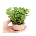 (水草)ハニカムシェルター グリーンロタラ(水上葉)(無農薬)(1個)