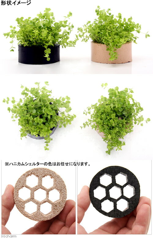 （水草）ハニカムシェルター　パールグラスミックス（水上葉）（無農薬）（1個）
