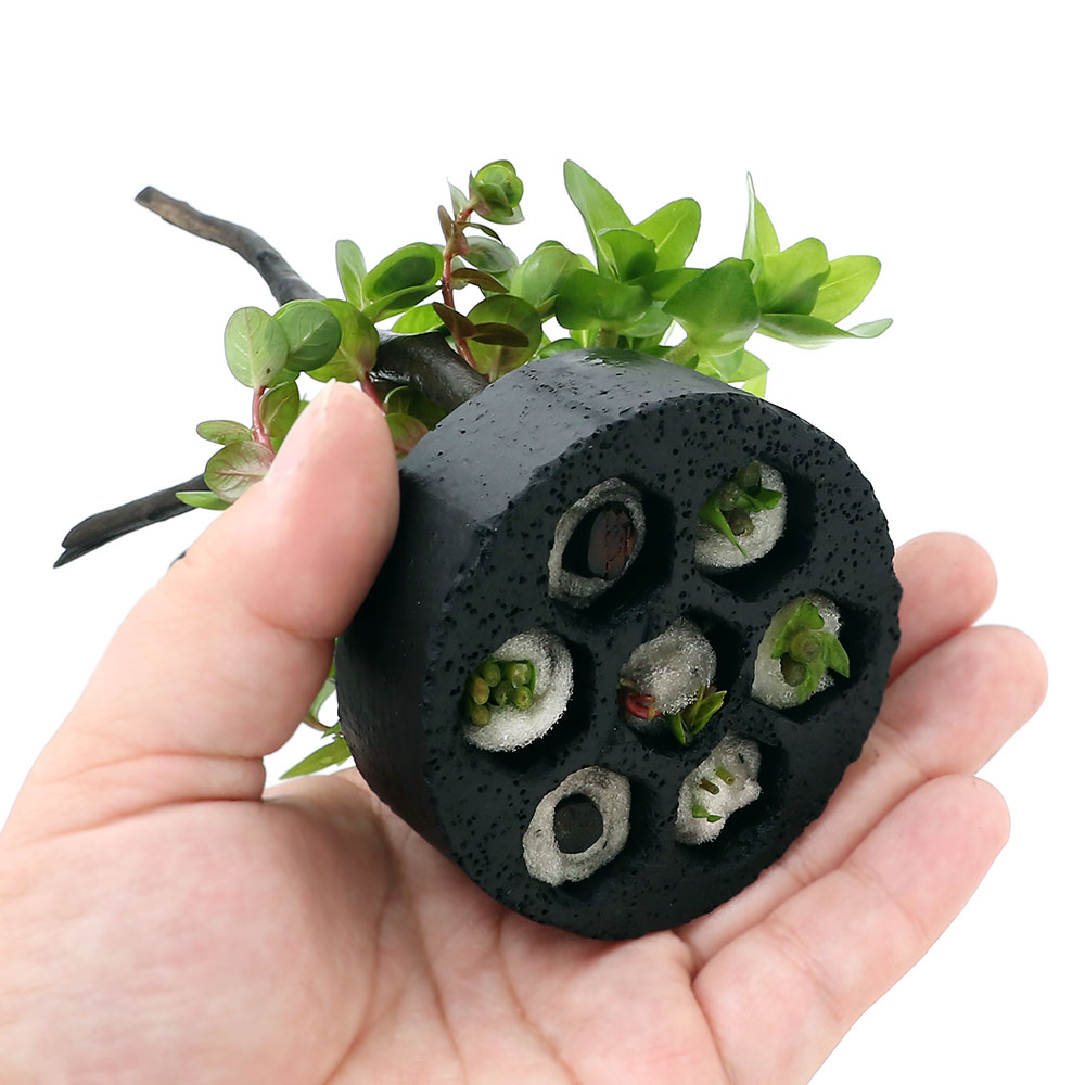 �ʿ���˥ϥ˥��ॷ���륿�����󤻿������ܥ󥵥��ʿ���աˡ�̵�����ˡ�1�ġ�