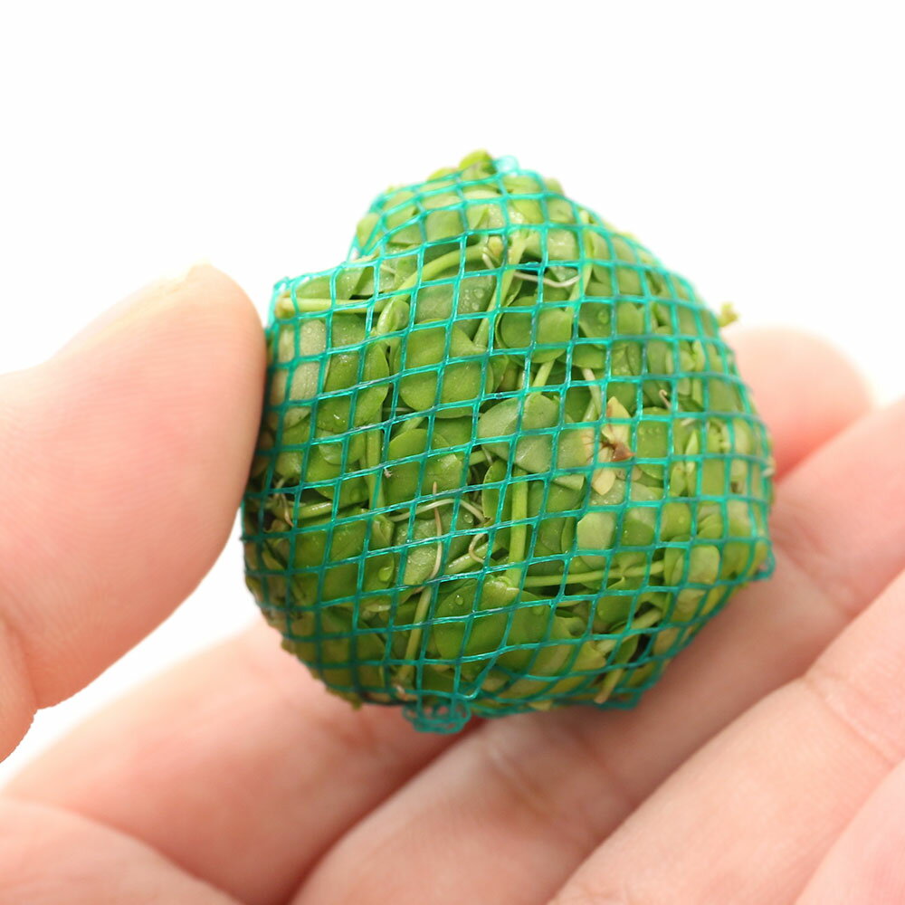 明るい緑色で丸葉が大変美しい種です。（水草）巻きたて　ラージパールグラスボール（水上葉）販売単位個発送サイズ3cm前後（ボール部分含む）残留農薬状態無農薬　ビーシュリンプ水槽にも安心してご使用いただけます。別名ラージ・パールグラスミクランテムム　ウンブロスム学名（※）Micanthemum umbrosumMicr［小さい］＋anthemum［花］　umbrosum［影をつくる、umbrella［傘］と同じ語源］（※）…改良品種や学名が不明の種は流通名での記載の場合があります。分類ゴマノハグサ科（Scrophulariaceae）ミクランテムム属（Micanthemum）分布南米どんな種類？ゴマノハグサ科（Scrophulariaceae）の植物。丸葉で明るい緑色の葉を規則正しく展開するレイアウト用としても人気の高い種類です。気泡を付けやすい種類で、群生させると非常に美しいです。育成も難しくなく、生長もそれ程早くないので中景などに最適です。60cm水槽で3灯以上、中性〜弱酸性、ソイル、CO2添加あり、液肥主体の施肥で育成しやすいです。茎の節目から根を出します。葉序は対生、無柄。施肥は液肥中心に行います。新しい水を好む種類です。底砂が汚れていたりすると調子が中々上がらない場合が多くプロホースなどで掃除してから植え替えると状態がよくなることが多いです。下葉を落としやすい種類の為、前景にはブリクサなど根元が見えないレイアウトにするとよいでしょう。育成要件＆データ育成難易度　→　★★★☆☆光量　　　　　→　60cm20W2灯以上（1600〜2000lm）CO2　　　　 →　無くても可　1滴／3秒（60cm標準水槽相当）pH　　　　　　→　5．5〜7GH　　　　 　 →　0〜6kH　　　　　　→　0〜6温度　　　　　→　20〜26度底砂　　　　　→　ソイル、砂、大磯推奨水槽　　→　30cm〜以上植栽位置　　→　前□■■■■後草姿　　　　　→　有茎草最大草姿　　→　傘幅2．5cm生長速度　　→　速い増殖方法　　→　差し戻し、枝わかれ※育成環境は一例です。必ずしもこの環境下であれば育つことを確約するものではございません。注意※裏側にネットを止めてある金具がありますので、底床に埋め込んでご使用下さい。PSBQ10　ピーエスビーキュート　淡水用　30mL5個セット　光合成細菌　バクテリア　熱帯魚（生餌）淡水用　微生物で水質向上セット　エサ用ゾウリムシミックス＋PSBQ10　本州四国限定Plants　Green　プランツグリーン　250ml　（水草の栄養液）（熱帯魚）オトシンクルス（3匹）　北海道・九州航空便要保温（エビ）ミナミヌマエビ（10匹）（＋1割おまけ）　北海道・九州航空便要保温（エビ・貝）カラーサザエ石巻貝（3匹）　北海道・九州航空便要保温Fe　Energy（エフイーエナジー）　400g　5mm　（水草の栄養素）お一人様3点限り　魚が簡単に飼える　リーフプロソイル　pHダウン　8L　pH4．5〜5．5　吸着ソイル　国産　熱帯魚　用品日本動物薬品　ニチドウ　水草が育つCO2リキッド　2本入　（緑）アクロ　化学反応式CO2ジェネレーターセット　クエン酸重曹付属　水草育成 … 熱帯魚　_aqua　all_plants　ラージパールグラス　ミクランテムム　ウンブロスム　水上葉　2020kouki　YH　ボール　置くだけ　簡単　巻きたて　ラージパールグラスボール　20201023　y20m10　point5wplants（水草）巻きたて　ラージパールグラスボール（水上葉）（無農薬）（3個）■この商品をお買い上げのお客様は、下記商品もお買い上げです。※この商品には付属しません。■PSBQ10　ピーエスビーキュート　淡水用　30mL5個セット　光合成細菌　バクテリア　熱帯魚（生餌）淡水用　微生物で水質向上セット　エサ用ゾウリムシミックス＋PSBQ10　本州四国限定Plants　Green　プランツグリーン　250ml　（水草の栄養液）（熱帯魚）オトシンクルス（3匹）　北海道・九州航空便要保温（エビ）ミナミヌマエビ（10匹）（＋1割おまけ）　北海道・九州航空便要保温（エビ・貝）カラーサザエ石巻貝（3匹）　北海道・九州航空便要保温Fe　Energy（エフイーエナジー）　400g　5mm　（水草の栄養素）お一人様3点限り　魚が簡単に飼える　リーフプロソイル　pHダウン　8L　pH4．5〜5．5　吸着ソイル　国産　熱帯魚　用品日本動物薬品　ニチドウ　水草が育つCO2リキッド　2本入　（緑）アクロ　化学反応式CO2ジェネレーターセット　クエン酸重曹付属　水草育成