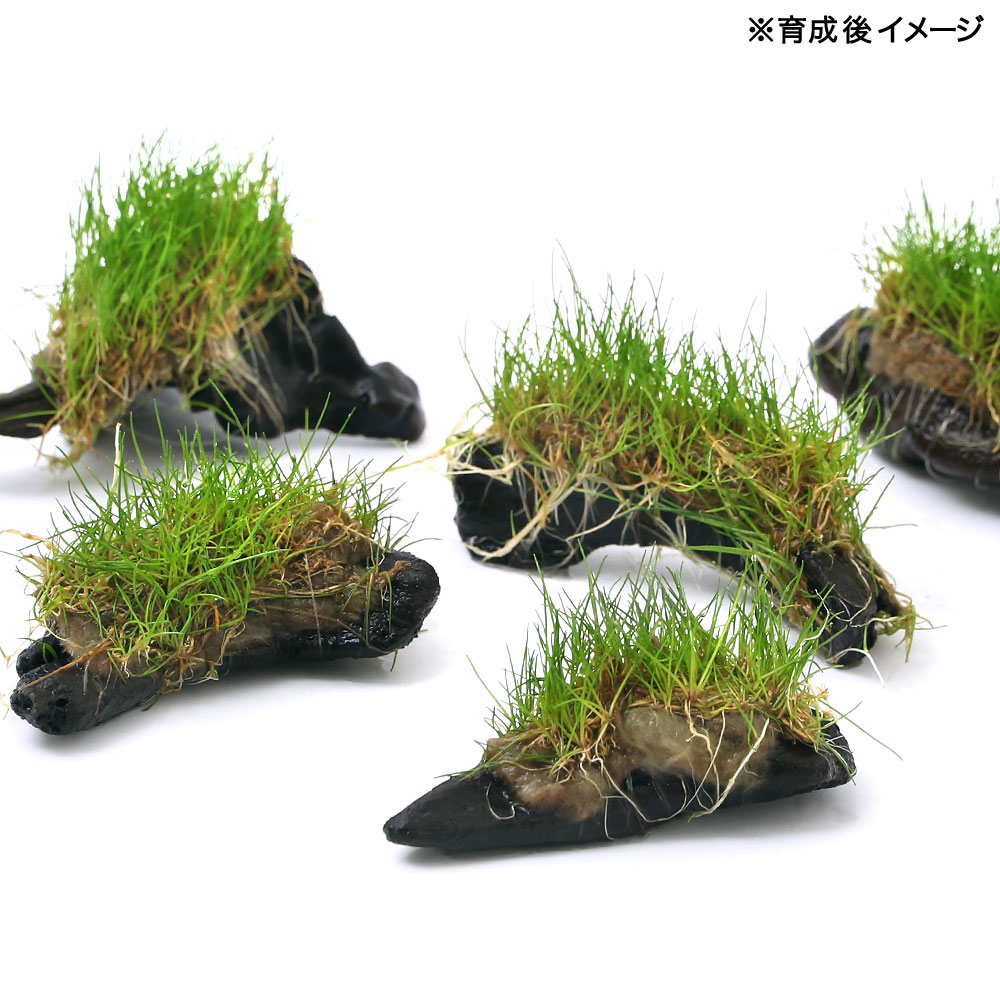 （水草）巻きたて　ロックウール付　ヘアーグラスショート　ミニ流木（水上葉）（...