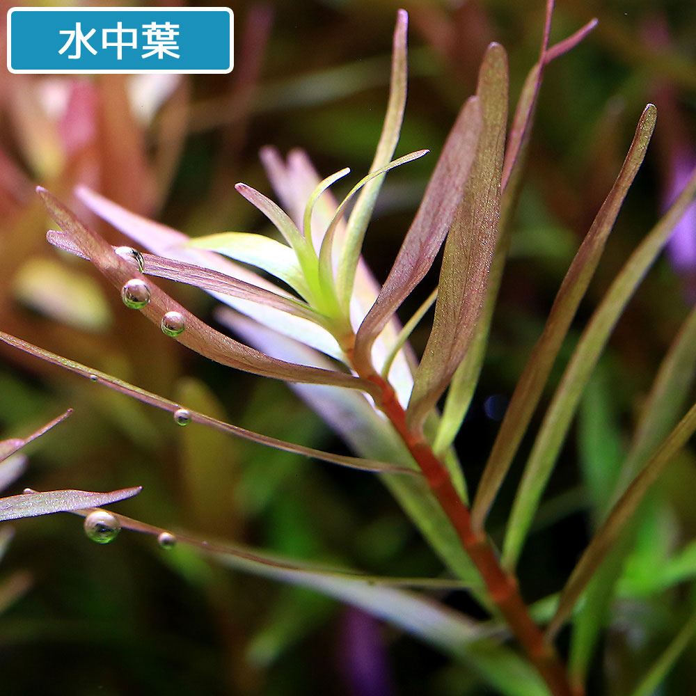 （水草）ロタラsp．コントム産（水上葉）（無農薬）（10本）
