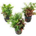 (水草)ポット おまかせ寄せ植えミックス(水上葉)(無農薬)(1ポット)
