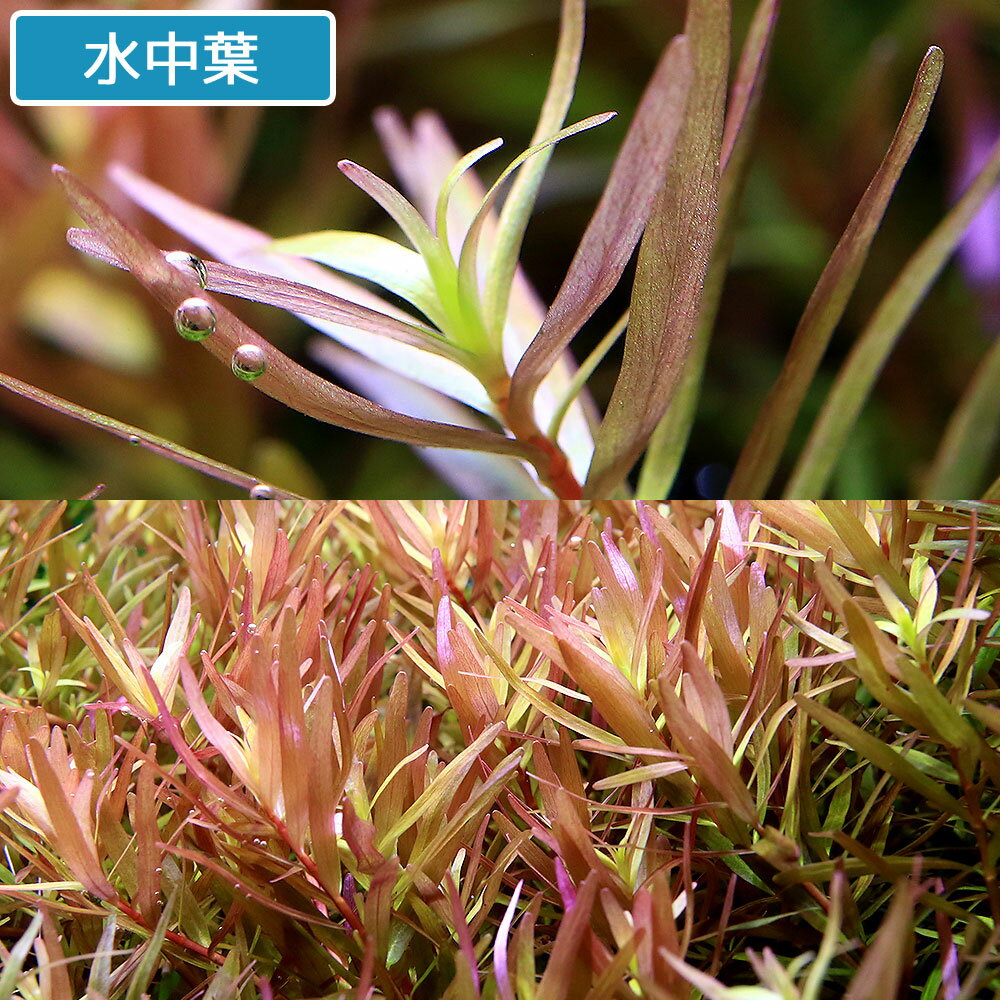 （水草）ロタラsp．コントム産（水上葉）（無農薬）（20本）