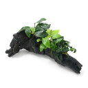 (水草)アヌビアス3種付き(ナナ・ゴールデン・プチ) 流木 Lサイズ(約25cm)(水上葉)(1本)