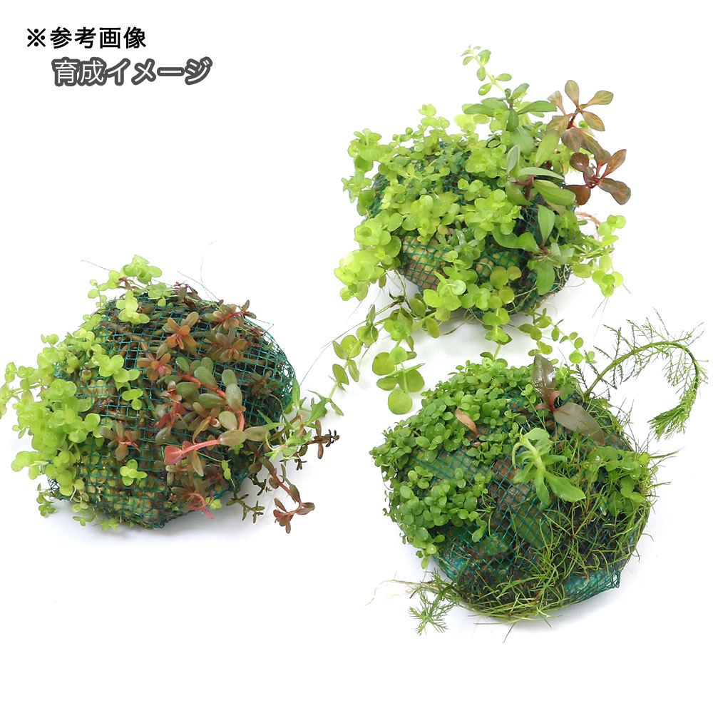 （水草）巻きたて　浮島　水上葉ミックス（3個）
