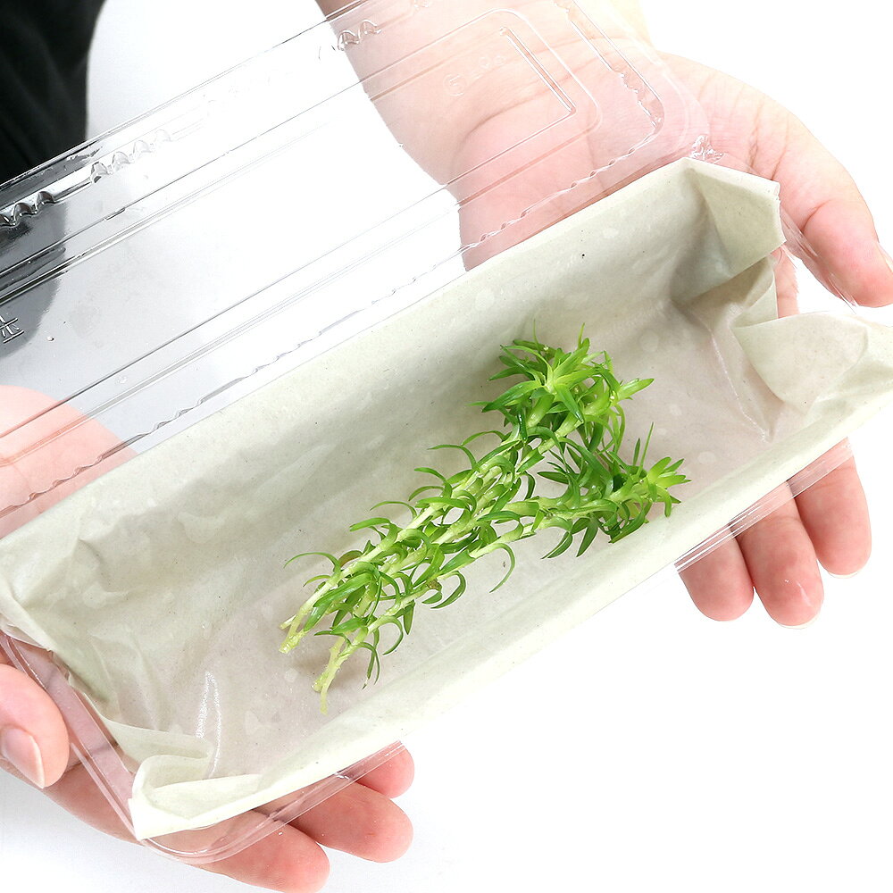 （水草）スターレンジ　ベレン（水上葉）（無農薬）（5本）