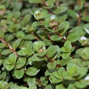 (水草)ロタラ ロトンディフォリア レディッシュ(水上葉)(無農薬)(10本)