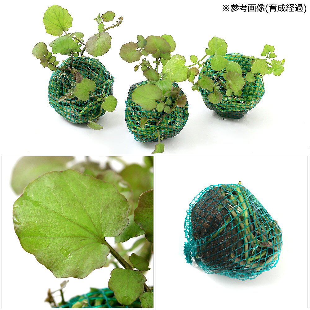 （水草）巻きたて　カルダミネ　リラタ　ボール（水上葉）（無農薬）（3個）