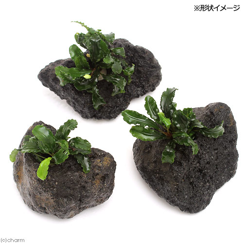 （水草）ブセファランドラsp．グリーンウェービー　穴あき溶岩石付（水上葉）（1個）
