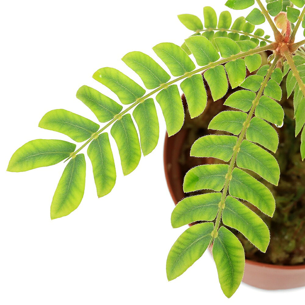 テラリウム向けなカタバミ科の植物！ビオフィツムsp．発送サイズ草丈:約3〜10cm※発送時期により前後する場合がございます。学名（※）Biophytum　sp．（※）…改良品種や学名が不明の種は流通名での記載の場合があります。分類カタバミ科どんな種類？育成難易度　→　★☆☆☆☆カタバミ科の植物で光の明暗で葉の開閉を行う珍しい種です。メタハラなど強い光は好まず、多湿を好みます。低温にも強くないので15度以下にはならないように管理する必要があります。管理方法湿度の保てる容器内での栽培をお勧めいたします。直射日光は葉焼けの原因となります。生育適温は、15℃〜25℃が目安です。水切れに弱いため、湿った状態を保ちます。※当店では湿度100％に近い環境で管理を行っています。葉水等を行うと状態良く栽培が可能となります。注意※表記サイズは1株（1本）でのおおよその目安です。育成環境や、成長の度合いにより最大サイズは異なります。※画像はイメージです。ボリュームや葉の枚数、ポットの大きさは株ごとに異なりますのでご了承の上お買い求めください。※株のみの発送となる場合がございます。※ボリュームや葉の枚数、大きさは株ごとに異なりますのでご了承の上お買い求めください。※株のみの発送となる場合がございます。※時期により発送サイズが前後する場合がございます。ご了承の上お買い求めください。ガーデンスプレー　全自動スーパー（蓄圧式）　1000cc　ロングロータリーノズル付　＃629 … PF_SPQ　ガーデニング　園芸　観葉　観葉植物　ビバリウム　アクアテラリウム　パルダリウム　テラリウム　水草　熱帯植物　原種　じめじめ　ジメジメ　paludariumplants　progenitorplant　terrariumplants　teraoriginalpot　Biophytum　sp．　ビオフィツム　ビオフィタム　20260304　y26m03　2026zenki　2026tuuki　JA　weeklykoketr　irupaqtok　seitaiirupaqtok■この商品をお買い上げのお客様は、下記商品もお買い上げです。※この商品には付属しません。■ガーデンスプレー　全自動スーパー（蓄圧式）　1000cc　ロングロータリーノズル付　＃629
