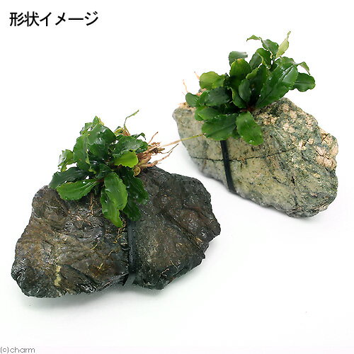 （水草）ブセファランドラsp．グリーンウェービー　風山石Sサイズ（水上葉）（1個）