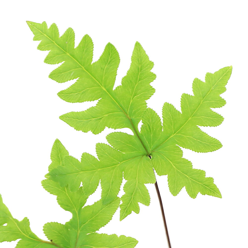 （山野草）シダ（羊歯）ヒメウラジロシダ（姫裏白羊歯）3号（1ポット）常緑性多年草