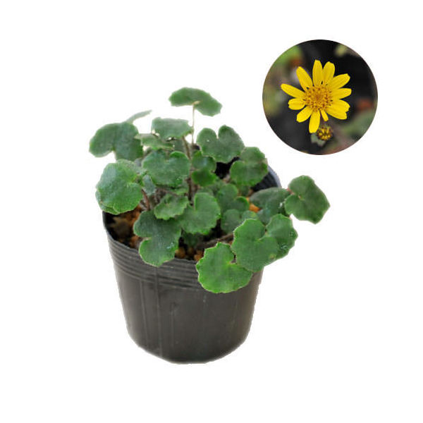 （山野草）姫ツワブキ（姫石蕗） 3号（1ポット）（休眠状態）