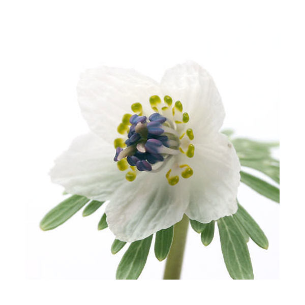 （山野草）セツブンソウ（節分草）2．5号（1ポット）（休眠状態）