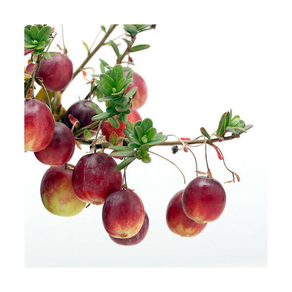 （山野草）盆栽　大実ツルコケモモ（クランベリー　蔓苔桃）　3～3．5号（1ポット）　家庭菜園