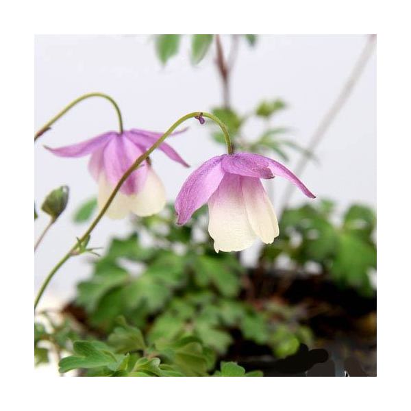 二色風鈴オダマキ2．5号