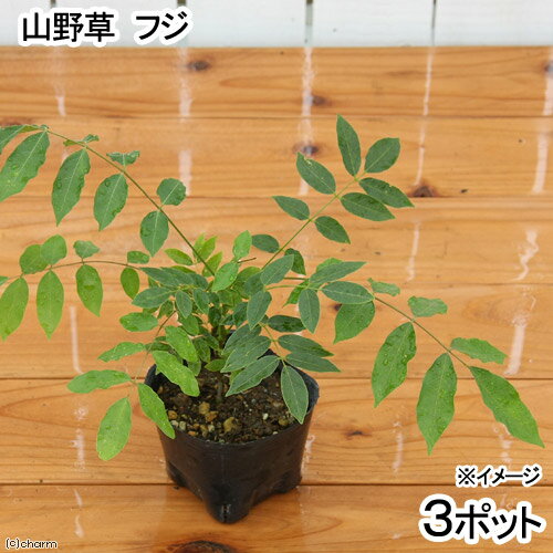 （山野草）盆栽　フジ（山藤・藤）　3号（3ポットセット）