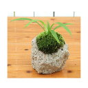 (山野草)苔盆栽 抗火石鉢植え タガネソウ(1鉢)