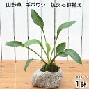 (山野草)苔盆栽 抗火石鉢植え ギボウシ 品種おまかせ表記無し Sサイズ(1鉢)