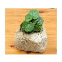 (山野草)苔盆栽 抗火石鉢植え ユキノシタ (1鉢)