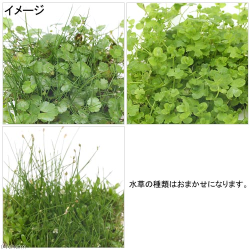 （水草）前景草ミックスシート（水上葉）（無農薬）（1パック）