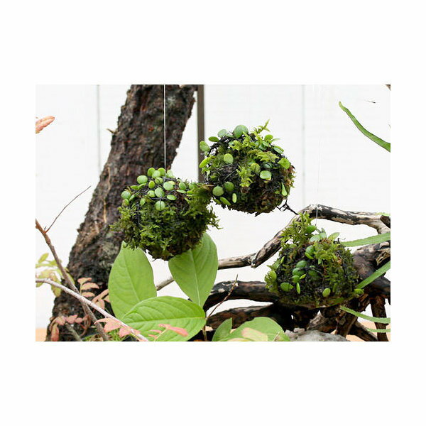 （盆栽）ミニ苔玉　吊るし玉　マメヅタ　（1個）