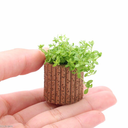 （水草）ライフマルチ（茶）南米産ミズハコベ（水上葉）（3個）