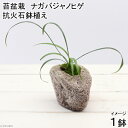 (山野草)苔盆栽 抗火石鉢植え ナガバジャノヒゲ(1鉢)